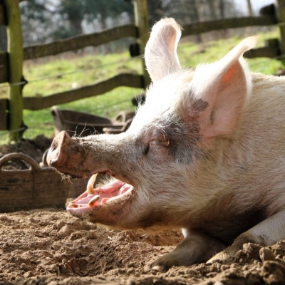 Schwein Helge liegt auf der Erde im Schweineland, sonnt sich und gähnt mit weit geöffnetem Mund. Seine Augen sind geschlossen und er ist im Profil zu sehen. Im Hintergrund sind ein Holzzaun und eine grüne Wiese zu sehen.