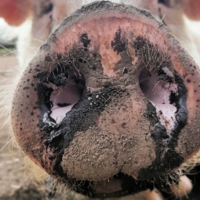 Schwein Helge guckt frontal in die Kamera. Sein mit Erde verschmierter Rüssel ist in der Nahaufnahme.