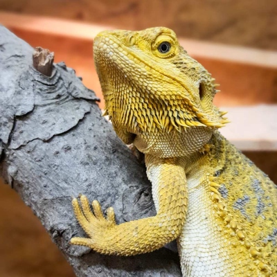 Bartagame Kaktus sitzt auf einem Ast im Land der Tiere.