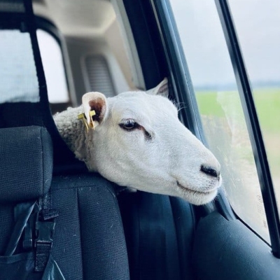 Schaf Mälla guckt während ihrer Rettung aus dem Kofferraum über die hintere Sitzbank in einem Auto aus dem Fenster auf dem Weg zum Land der Tiere
