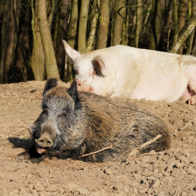 Wildschwein Pippa und Schwein Helge liegen in der Erde im Schweineland im Land der Tiere und sonnen sich. Pippa gähnt.