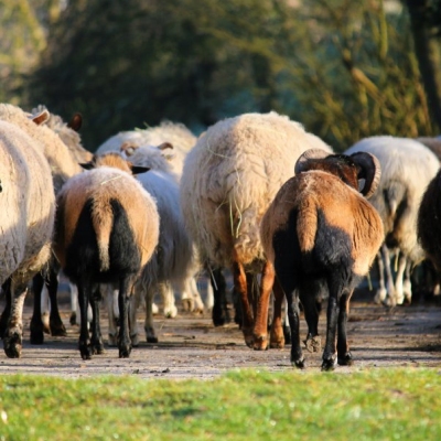 Die Schafe streifen durchs Land der Tiere. Sie sind von hinten zu sehen.
