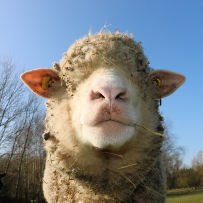 Schaf Sina steht auf der Wiese im Schafland und schaut frontal in die Kamera. Ihre Augen sind von ihrer Wolle verdeckt. Im Hintergrund sind Bäume und ein wolkenloser Blauer Himmel zu sehen.