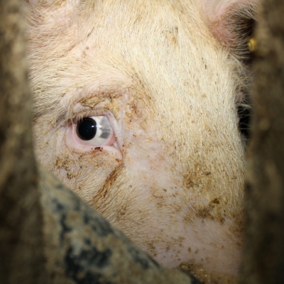 Nahaufnahme eines Schweines zwischen Gittern