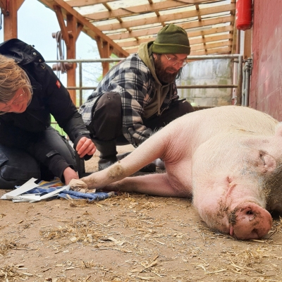 Zwei Menschen behandeln Schwein Anni, die entspannt mit geschlossenen Augen auf der Seite auf dem Boden liegt.