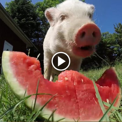 Minischwein Eddie isst eine Wassermelone