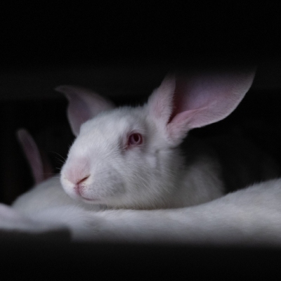 Weißes Kaninchen vor dunklem Hintergrund in Mastanlage