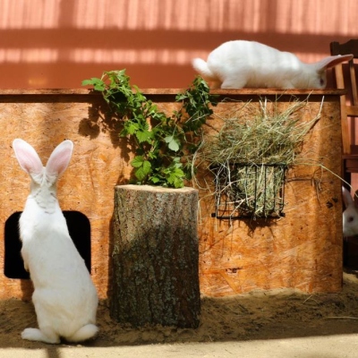 Mehrere weiße Kaninchen vor und auf einem Holzunterschlupf