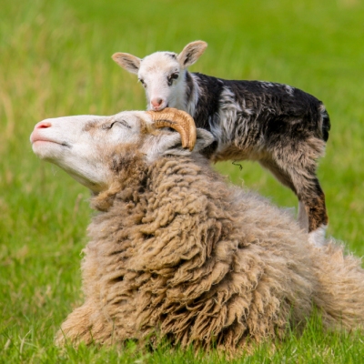 Jules Baby, als kleines Lämmchen, steht auf dem Rücken ihrer Mutter Schaf Jule, die auf dem Boden liegt und knabbert an ihren Hörnern