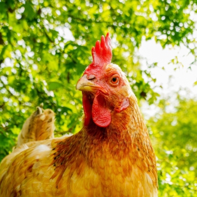 Huhn Maiella guckt in die Kamera. Im Hintergrund sind grüne Büsche und Sträucher zu sehen.