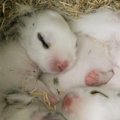 Die Osterkinder, eine Gruppe junger Kaninchen, kuscheln zusammen in einem Nest aus Stroh und Fell kurz nach ihrer Geburt