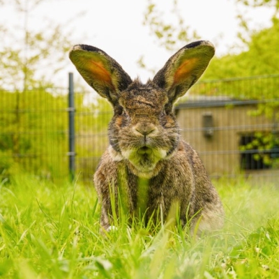 Kaninchen Walter sitzt im Gras und schaut frontal in die Kamera