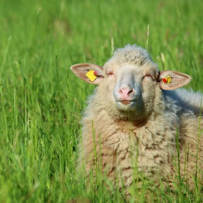 Schaf Flausch sitzt mit geschlossenen Augen im hohen Gras.