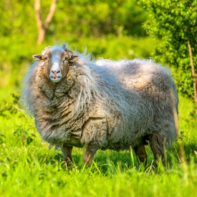 Schafbock Odin steht auf einer grünen Wiese umgeben von Bäumen und Sträuchern im Land der Tiere und schaut in Richtung der Kamera