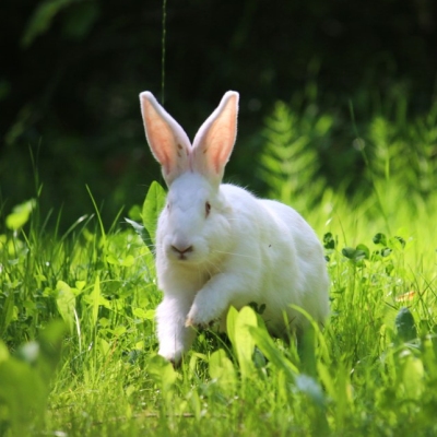 Die geretteten weißen Kaninchen Einstein & Friends laufen und springen durchs grüne Gras im Land der Tiere.