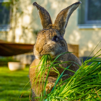 Kaninchen Fiffi isst frisch gepflücktes Gras.