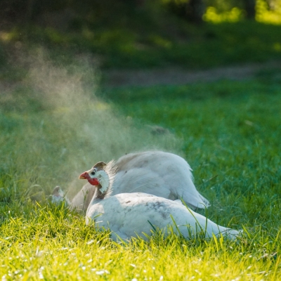 Die Perlhühner Jenny & Phönix beim Sandbaden. Sie sind umgeben von grünem Gras.