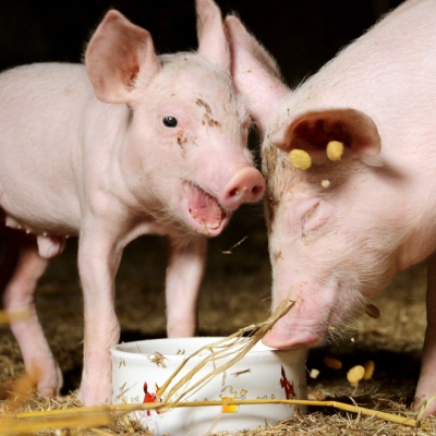 Die Schweine Lulu und Pauline als kleine Ferkel kurz nach ihrer Rettung. Sie stehen auf Stroh und essen aus einer weißen Keramikschale.