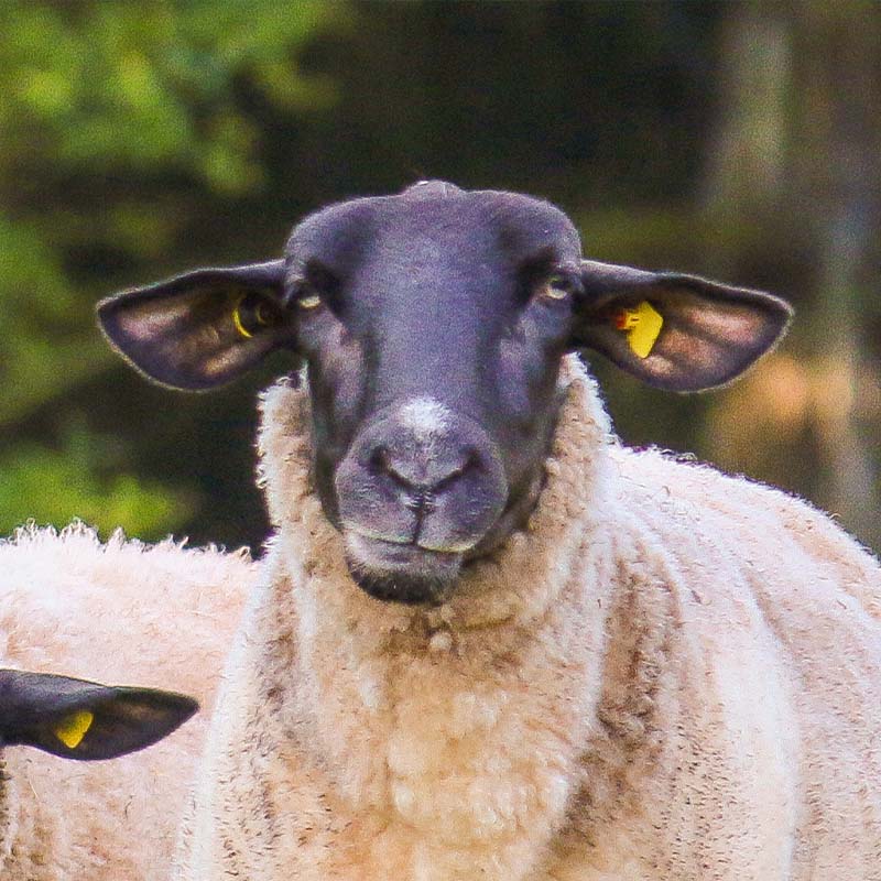 Patenschaft für Alma abschließen