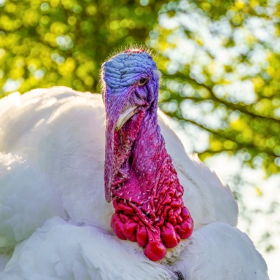 Puter Pü, ein geretteter weißer „Mastputer“ im Land der Tiere. Im Hintergrund sind Bäume zu sehen.