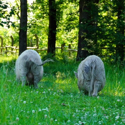 Die Minischweine Lili und Eddie spazieren durchs grüne Gras im Land der Tiere. Sie sind von hinten zu sehen. Im Hintergrund sind Holzzäune, Bäume und Sträucher zu sehen.