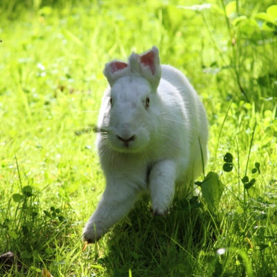 Kaninchen Einstein läuft durchs grüne Gras in Richtung der Kamera.