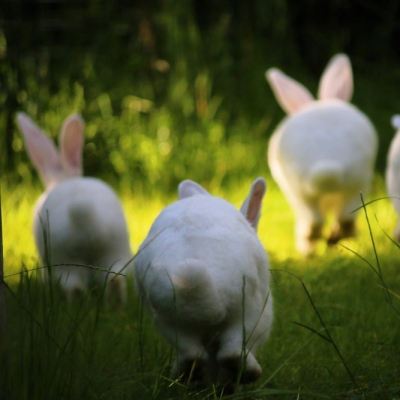 Die weißen Kaninchen Einstein & Friends laufen und hüpfen durchs grüne Gras im Land der Tiere. Die sind von hinten zu sehen.