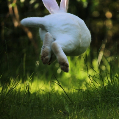 Ein weißes Kaninchen springt. Es ist umgeben von grünem Gras und ist von hinten zu sehen.