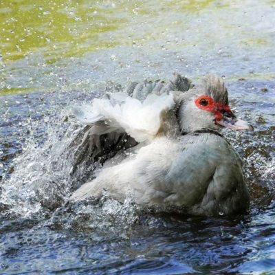 Ente Heidi schwimmt im Teich, schlägt mit den Flügeln und spritzt dabei Wasser umher.