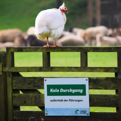 Perlhuhn Jenny sitzt auf einem Zaun. Darunter ein Schild mit der Aufschrift „Kein Durchgang außerhalb der Führungen“. Im Hintergrund sind Schafe auf einer Wiesezu sehen.
