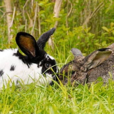 Die Kaninchen Norma und Walter berühren sich mit den Nasen. Sie sind auf Gras. Im Hintergrund sind Sträucher und Büsche zu sehen.