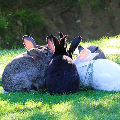 Kaninchengruppe, die im Morgenlicht zusammen isst.