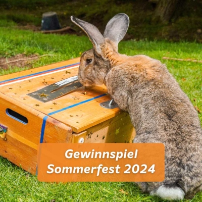 Kaninchen Ole beschnuppert die eine Holzkiste, in der die Lose beim Sommerfest gesammelt werden.