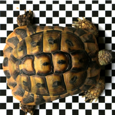 Eine Fundschildkröte auf Zentimeterpapier