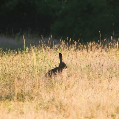 Ein Feldhase sitzt im hohen Gras im Land der Tiere. Im Hintergrund sind Bäume zu sehen.