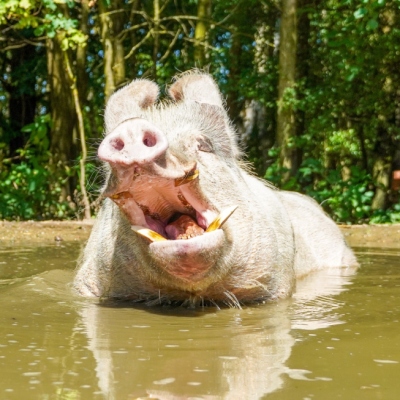 Schwein Helge liegt in der Suhle und gähnt mit weit geöffnetem Mund. Im Hintergrund sind Bäume zu sehen.