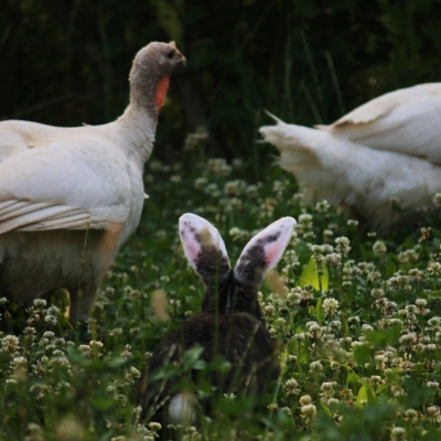 Kaninchen Nia und die Puten Amelie und Cleo im hohen Gras. Kaninchen Nia ist von hinten zu sehen.