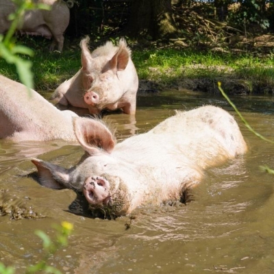 Rosalie und die anderen Schweine baden in der Suhle im Schweineland im Land der Tiere.