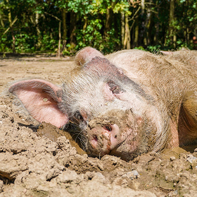 Schwein Knut eingematscht in der Suhle