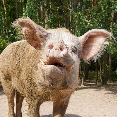 Schwein Knut, frisch mit Erde eingesuhlt, schaut in die Kamera