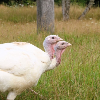 Die Puten Luna und Anouschka gehen nebeneinander durchs hohe Gras im Land der Tiere.