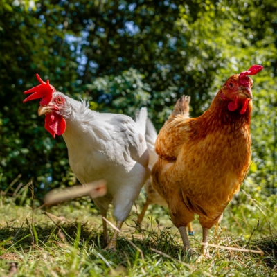 Die geretteten ehemaligen „Lege“hennen Dolly, Frau Lehmann und Maike schauen in Richtung der Kamera und stehen auf Gras. Im Hintergrund sind Bäume zu sehen.