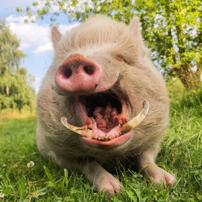 Minischwein Eddie liegt im Gras und gähnt mit weit geöffnetem Mund.