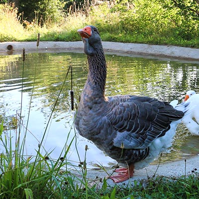 Die Gänse Toni, Nils, Marit und Smilla im und am Wasser