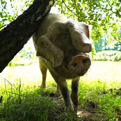 Hanna, eine gerettete ehemalige „Zucht“sau reibt sich an einem Baum.