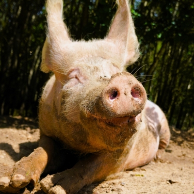 Schwein Hein liegt auf dem Boden und genießt die Sonne mit geschlossenen Augen. Im Hintergrund sind Bäume zu sehen.