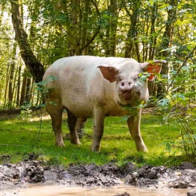 Schwein Helge steht vor einer Suhle und schaut in Richtung der Kamera. Im Hintergrund sind Bäume und Sträucher zu sehen.