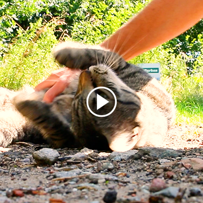 Kater, der sich auf dem Rücken wälzt und gestreichelt wird