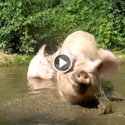 Schwein Hanna und ihr Sohn Willi baden in der Suhle im Schweineland im Land der Tiere