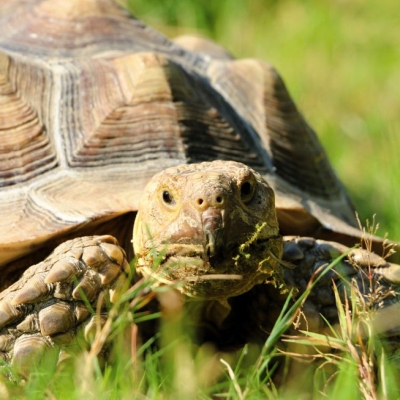 Spornschildkröte Sunny schaut in Richtung der Kamera